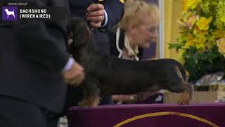 Dachshunds Wirehaired  Breed Judging 2020 [upl. by Gesner]