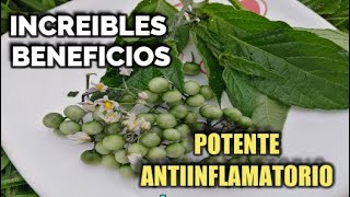 Hierba Mora Excelentes Beneficios para tratar Dermatitis Inflamaciones antidiabética antiséptica [upl. by Vera]