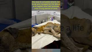 animalhelpvideo safeanimalshelter animalsaskingforhelp dogrescueshelter rescue animalshelter [upl. by Ragucci]