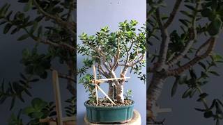 Unique technique  Care of Crassula ovata with unique technique shorte ytshorts  jadeplant [upl. by Sackey]