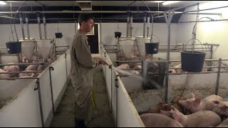 Tierwohl in der Mastschweinehaltung ErsteHilfeTipps gegen Schwanzbeißen [upl. by Quennie]