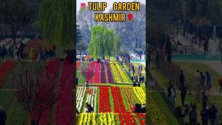 Kashmir Ka Tulip Garden  Tulip Festival 2024  Kashmir’s Tulip Garden in first week of opening [upl. by Ettenuj708]