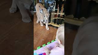 Floppa Adolf is Curious about a Kid caracal [upl. by Gylys]