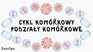 Cykl komórkowy Podziały komórkowe [upl. by Gerc]