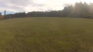 Pheasant Hunting  tracking chasing and retrieval [upl. by Felike]