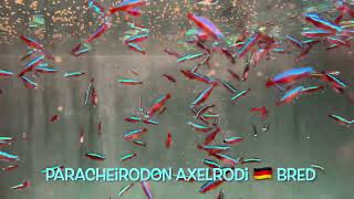 Paracheirodon axelrodi 🇩🇪 bred [upl. by Marteena]