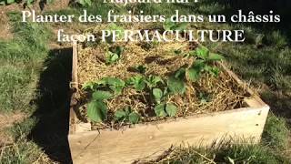 Repiquer les stolons des fraisiers façon Permaculture [upl. by Leverick]