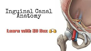 Inguinal Canal Anatomy  MADE SUPER EASY [upl. by Bradan]