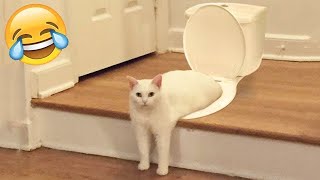 Funniest Animals 😄 New Funny Cats and Dogs Videos 😹🐶 [upl. by Valley]