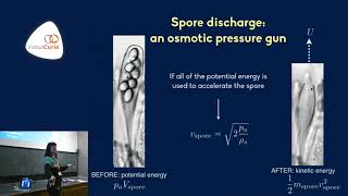 Strategies for fungal spore dispersal  Agnese Seminara [upl. by Accisej]