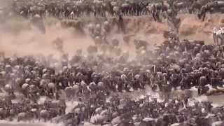 Great Migration Crossing of Mara River in Tanzania [upl. by Nolyak779]