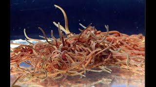 Aquaculture Potential of Blackworms Lumbriculus varieagatus [upl. by Ardnuat]