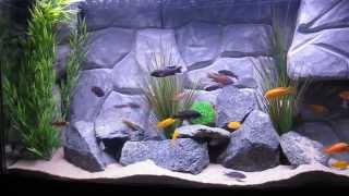 75 Gallon African Cichlids Tank with DIY Background [upl. by Prissie]