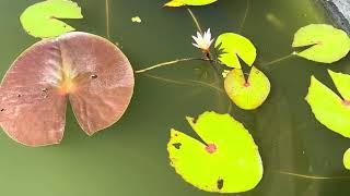 Nymphaea dimorpha syn Nymphaea minuta  nénuphar endémique de Madagascar [upl. by Blunt]