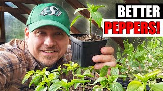 5 Tips To Start Better Peppers  Garden Quickie Episode 191 [upl. by Ainez]