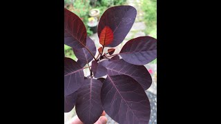 Cotinus leaf dye [upl. by Iruahs66]