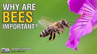 Why are bees important [upl. by Magnum]