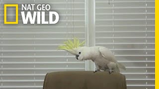 Snowball the Cockatoo Can Dance Better Than You  Nat Geo Wild [upl. by Laith]