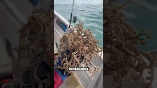 LA EXTRAÑA CRIATURA ENCONTRADA EN EL MAR [upl. by Loring]