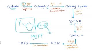 03 Pyrimidine metabolism [upl. by Eziechiele995]