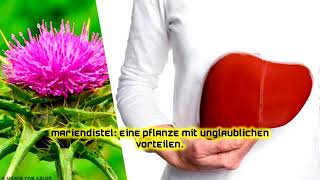 Mariendistel Eine Pflanze mit unglaublichen Vorteilen [upl. by Hitt116]