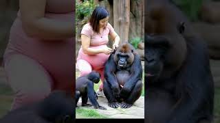 funny a happy family consisting of a European white woman a male gorilla a baby gorilla [upl. by Cogan]