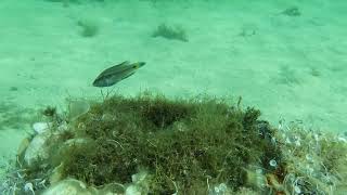 Ocellated wrasse Symphodus ocellatus male and female at nest Malta [upl. by Anirazc]