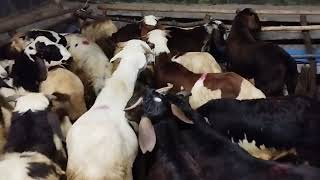 Macherla Sheep For Sale kunfarms  9441477869  Guntur [upl. by Leamiba]