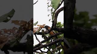 ឆ្អងឆ្អតលឿង  Rufous Treepie birds nature wildlife [upl. by Jung915]