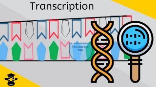 An Introduction to Transcription  Genetics  Protein Synthesis [upl. by Anaujat357]