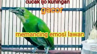 pancingan emosi cucak ijo [upl. by Eenwahs]