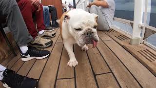 Dog Kennels aboard the QM2 [upl. by Aidan349]