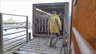 Shapinsay Cattle Shipping With BF Kemp Haulage [upl. by Reggis]