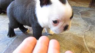 Trouble X Denver Boston Terrier Puppies 4 12 Weeks Old [upl. by Na]