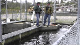 Opening Day Fishing in Washington Part 1 The Hatchery Component [upl. by Theodoric938]