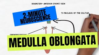 2Minute Neuroscience Medulla Oblongata [upl. by Lelia]