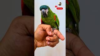 hahns macaw macaw parrots trendingshorts parrotlover viralshort Gufranpets [upl. by Anitserp638]