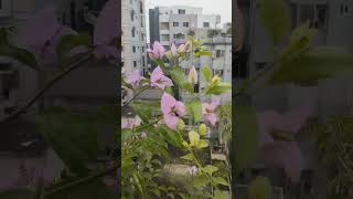 wazifa dua flowers bougainvillea mahararedfarmosaadeniumgarden subscribe [upl. by Anthea]