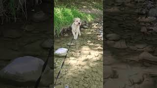 River puppy wheatenterrier bigbaby [upl. by Mchail]