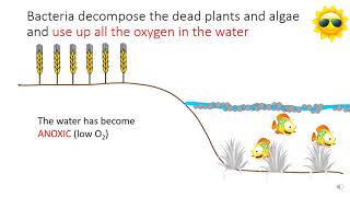 GCSE Eutrophication [upl. by Magnuson708]