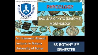 BACILLARIOPHYTA DIATOMS MORPHOLOGY [upl. by Eillod]