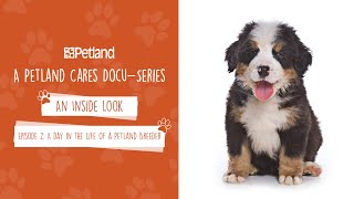 Petland  An Inside Look  Mini Docuseries Episode 2 A day in the life of a Petland Breeder 2020 [upl. by Vivl2]