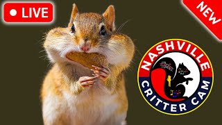 NEW Nashville Critter Cam  Live Animal Stream  Watch Now [upl. by Malone]