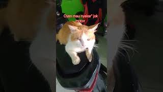 Biarpun oyen bogel matanya 1 tapi gesit pinter firalshorts cat catlover [upl. by Adnauqal]