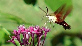 Hummingbird Moth FYV [upl. by Chrotoem]