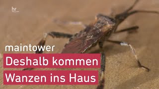 Invasion der Wanzen Warum Wanzen gerade in vielen Wohnungen auftauchen  maintower [upl. by Onfre]