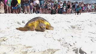 7 turtles released at Top Sail Hill Preserve State Park [upl. by Nonie385]