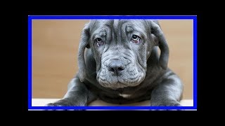 Mastino Napoletano Erziehungstipps [upl. by Dorey]