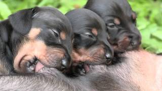 Cute Dachshund Puppies Suckling [upl. by Good]