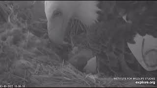 WE Akecheta welcomes the first hatch of 2022 at West End Exploreorg 3822 [upl. by Ailb361]